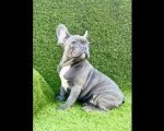 Francuski buldog